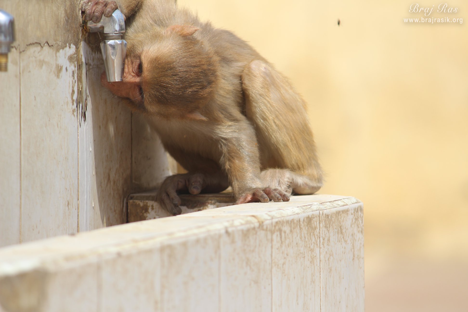 A monkey drinking tap water in Nidhivan