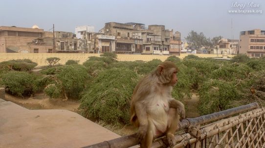 A monkey on the gate in Nidhivan