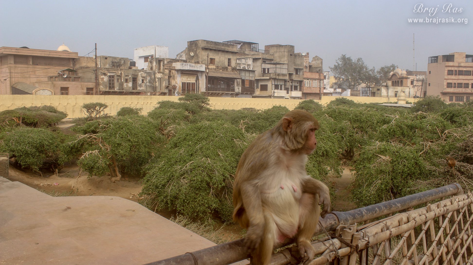 A monkey on the gate in Nidhivan