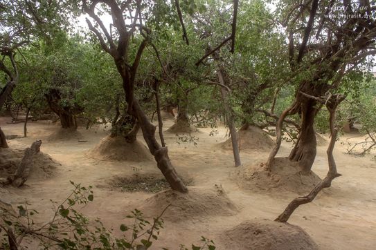 A beautiful view of creepers in Nidhivan
