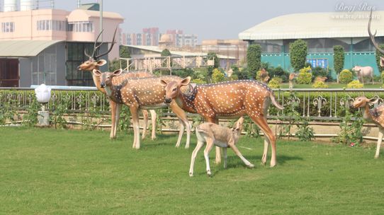 View of Deers roaming in vrindavan in Prem Mandir