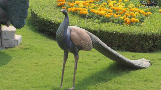 View of peacock roaming in garden in Prem Mandir