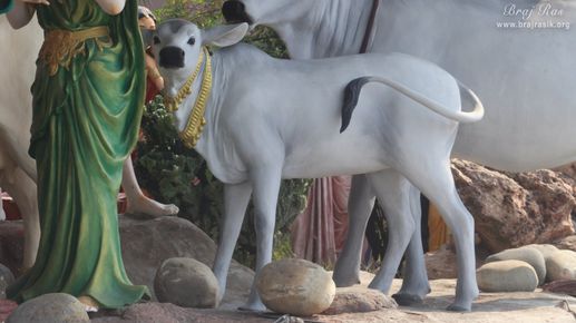 View of cows roaming in garden in Prem Mandir