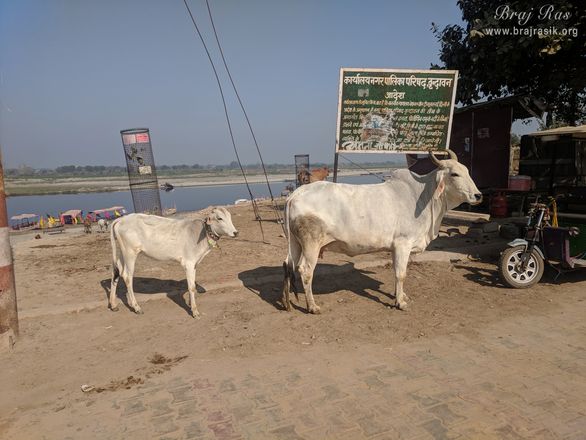 A white cow with her calf near Shri Yamuna Ji 