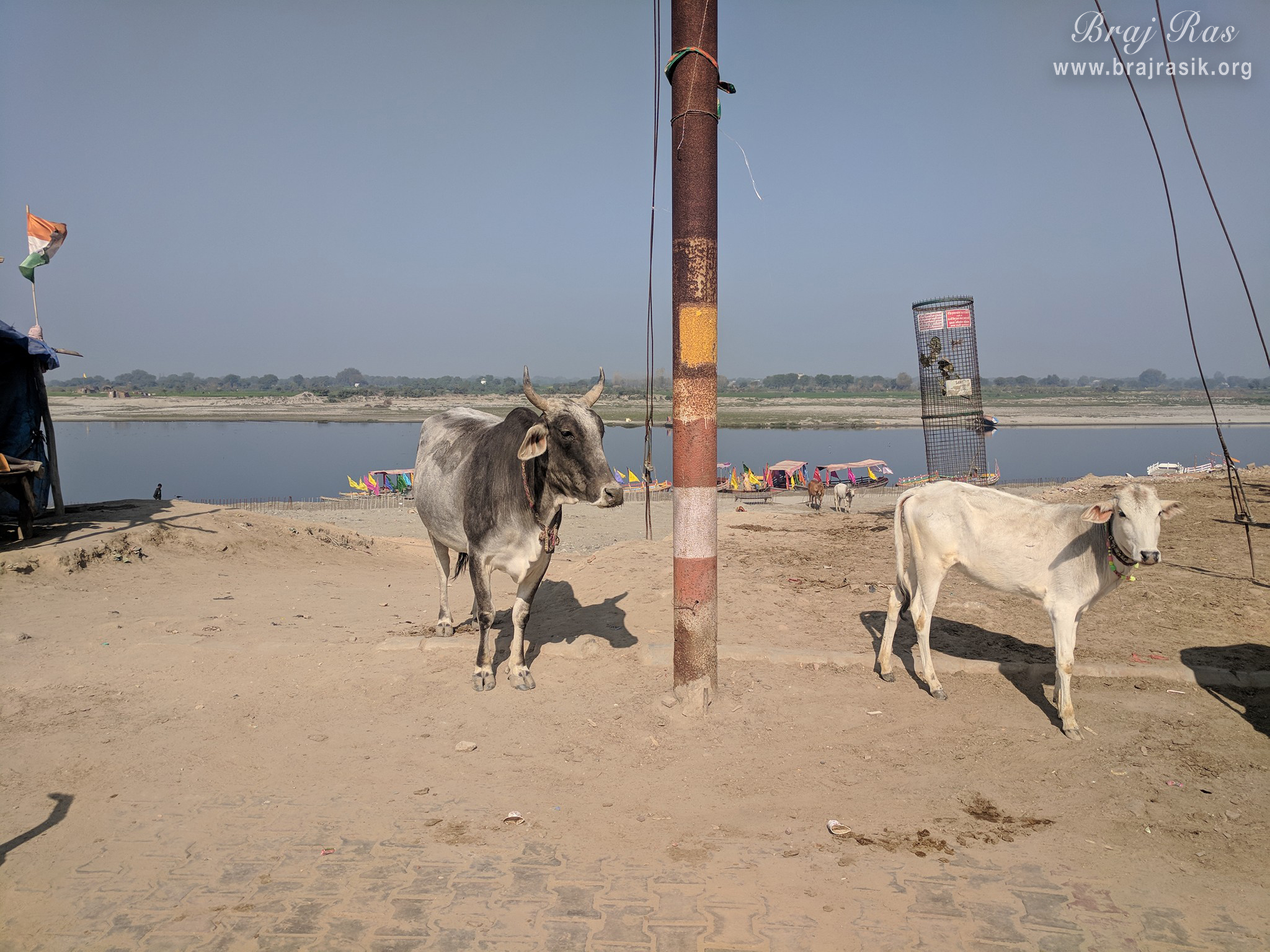 A cow with her calf near Shri Yamuna Ji 