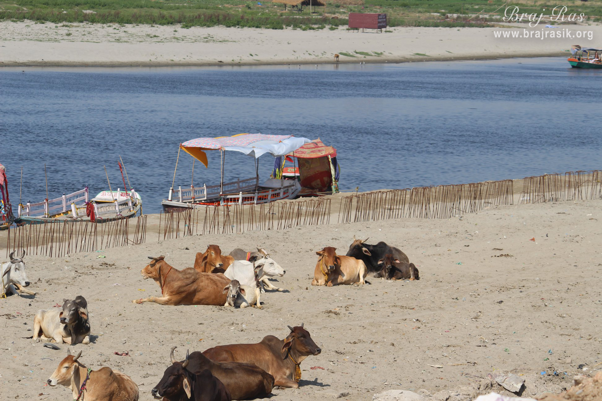 Several cows are resting on the banks of Shri Yamuna Ji 