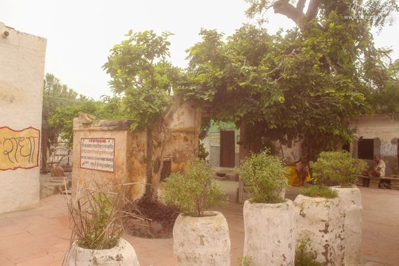 View of plants of Tulsi beside Samadhi area in Shri Radha Madan Mohan Temple, Vrindavan