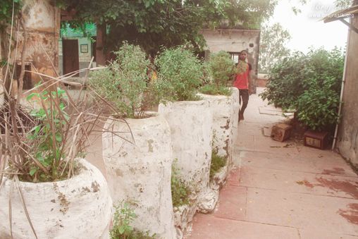 5 tulsi plants in a row in temple area at Shri Radha Madan Mohan Temple, Vrindavan