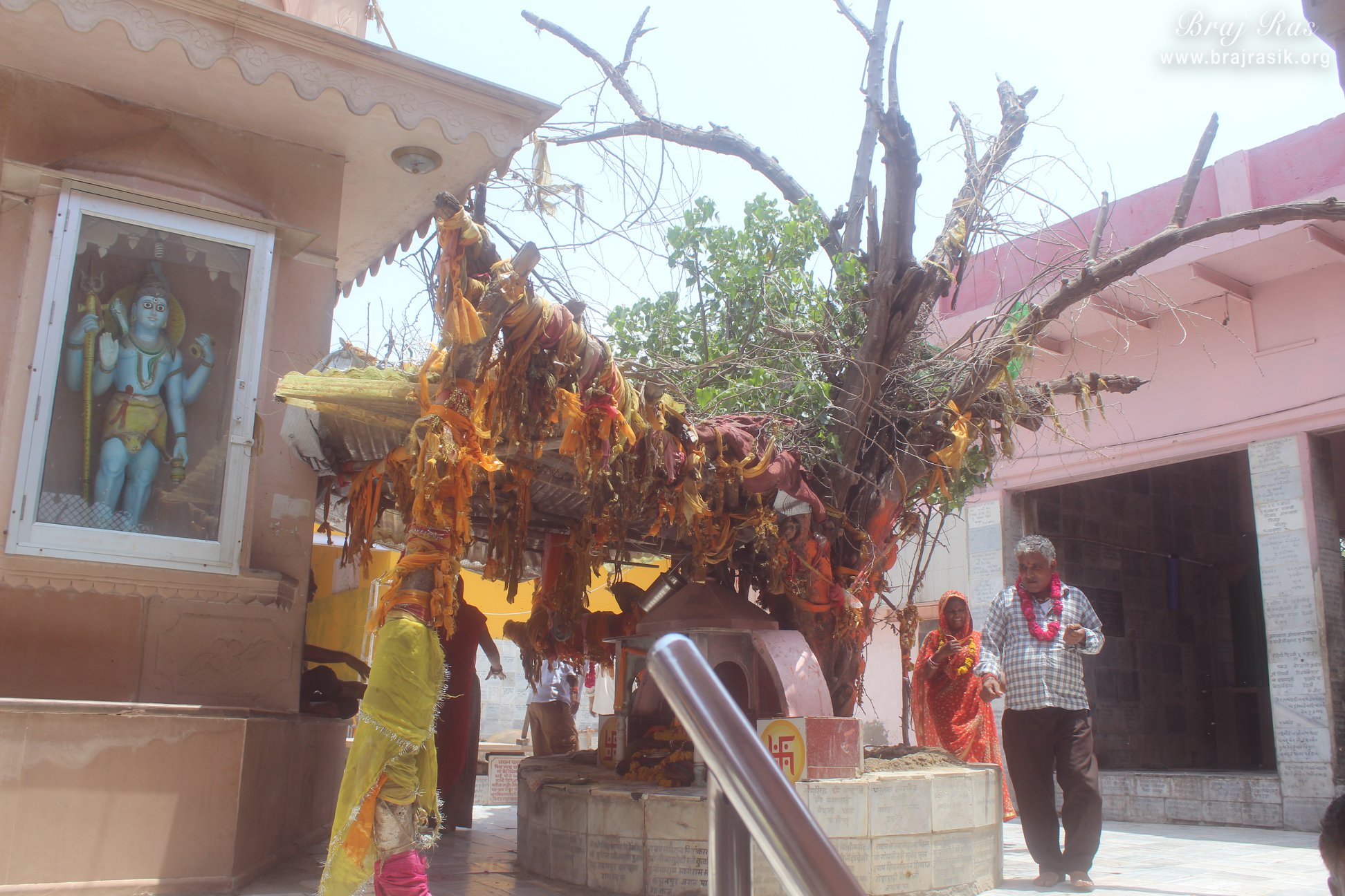 Ancient tree in Gokul Mahavan