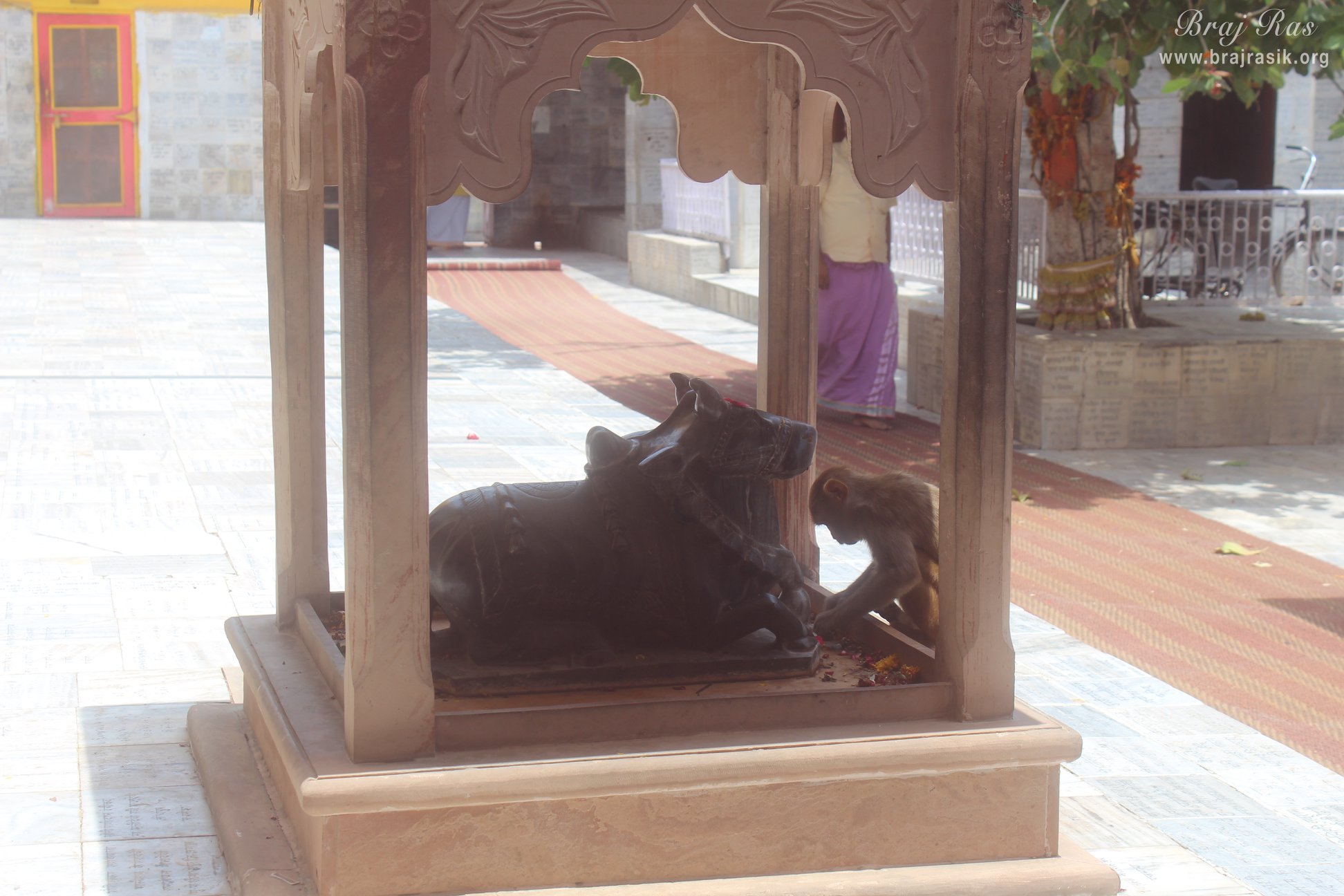Nandi Ji in Gokul Mahavan