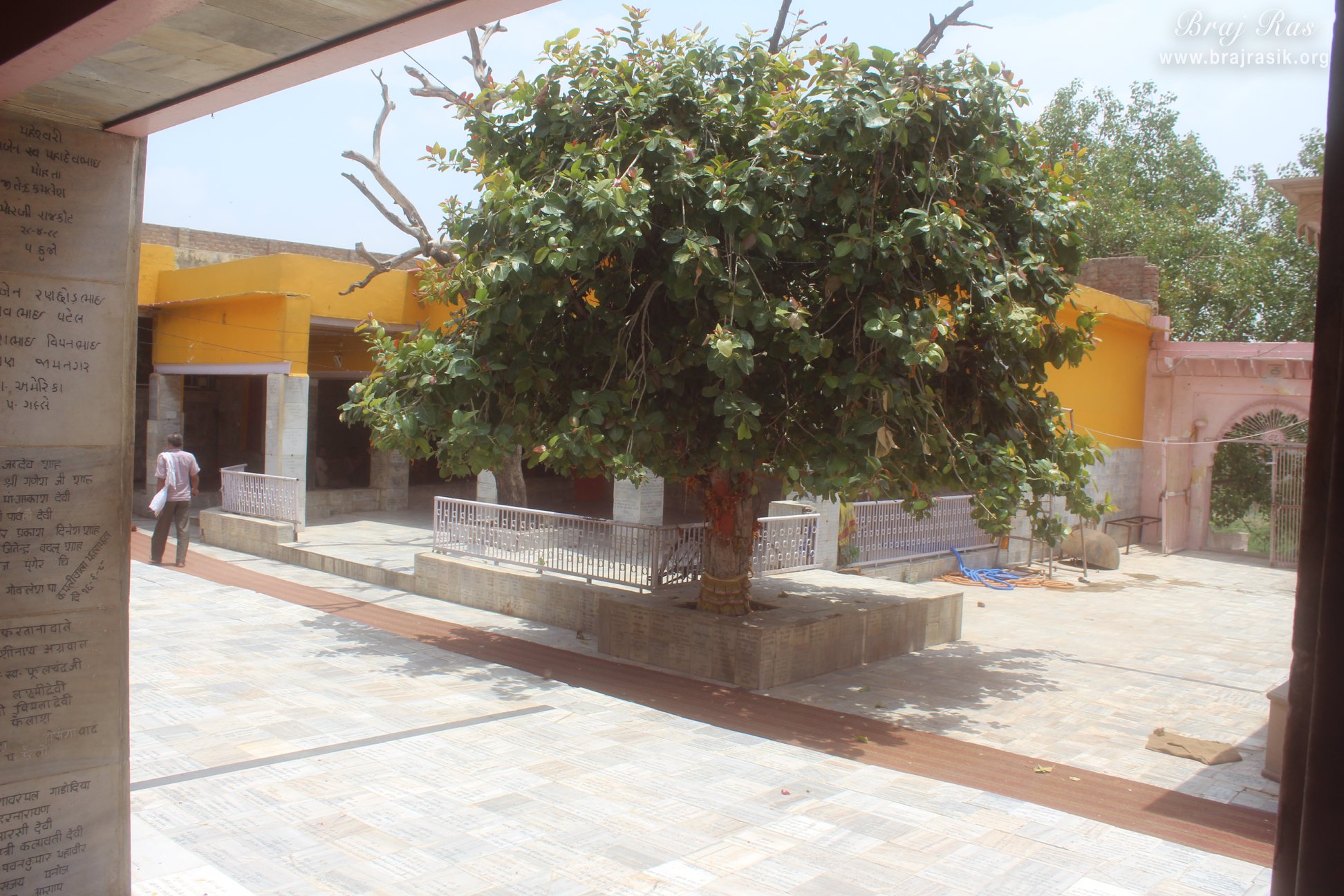 Old banyan tree in Shri Nand Bhavan in Gokul Mahavan