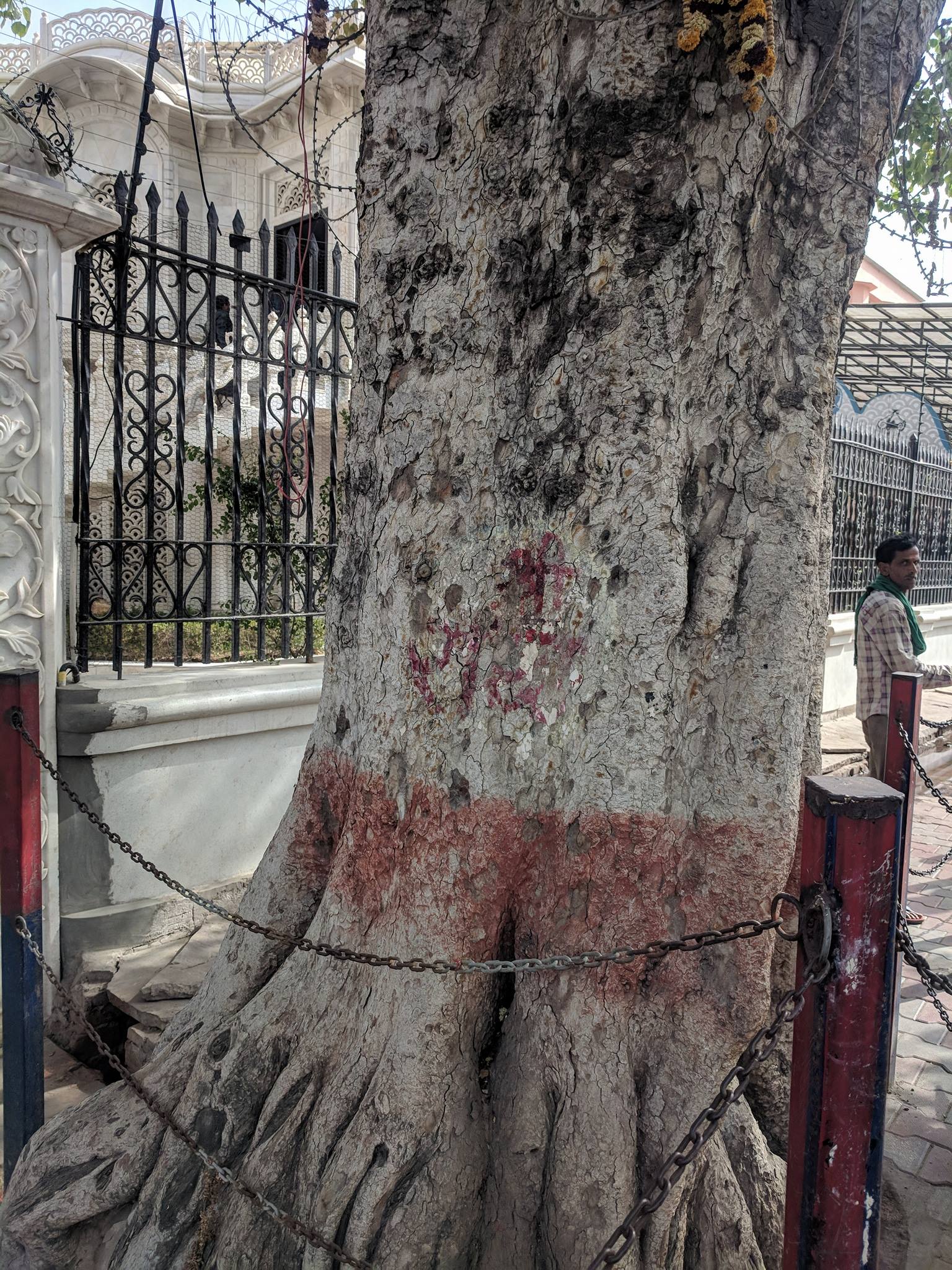 Shri Radha written on a banyan tree outside Krishna Balram Temple, Vrindavan ISKCON