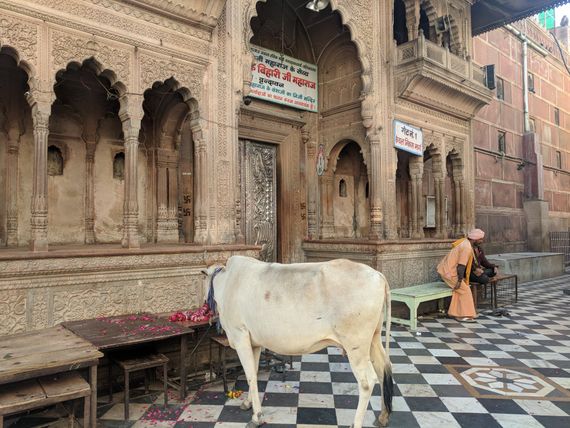 Cow roaming outside Banke Bihari Temple in Banke Bihari Gali, Vrindavan