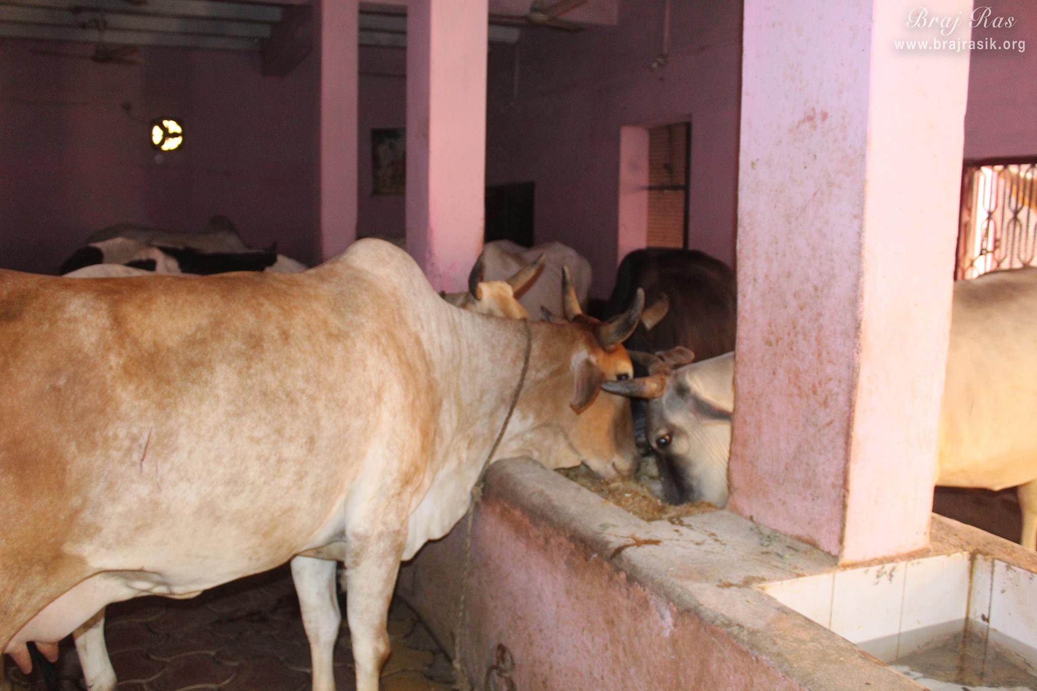 Goshala at Shri Radha Damodar Temple, Vrindavan