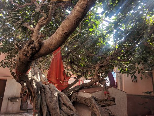 Close view of Advaita Vata tree at Advaita Vata, Vrindavan