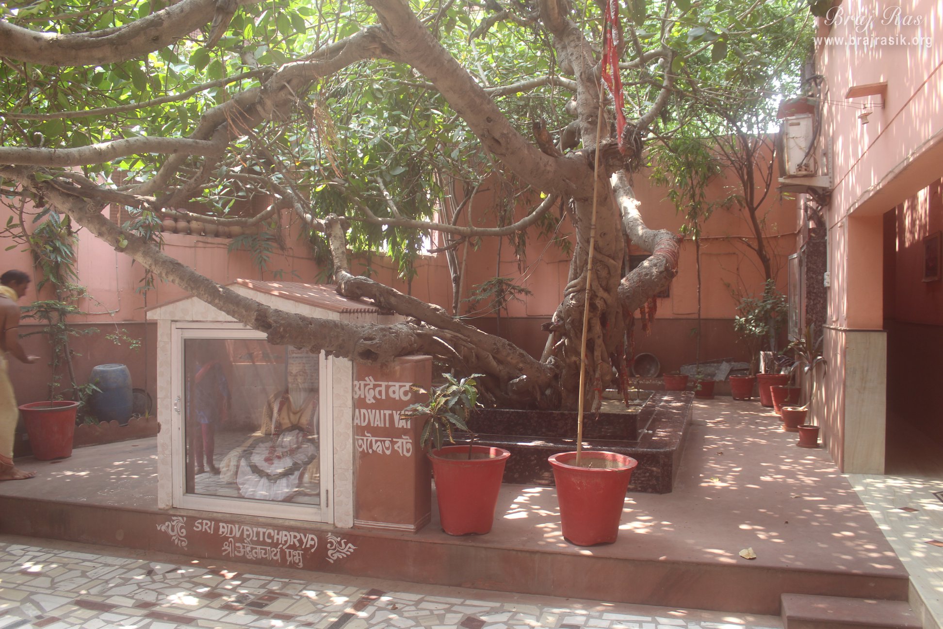 View of Advaita Vata tree at Advaita Vata, Vrindavan