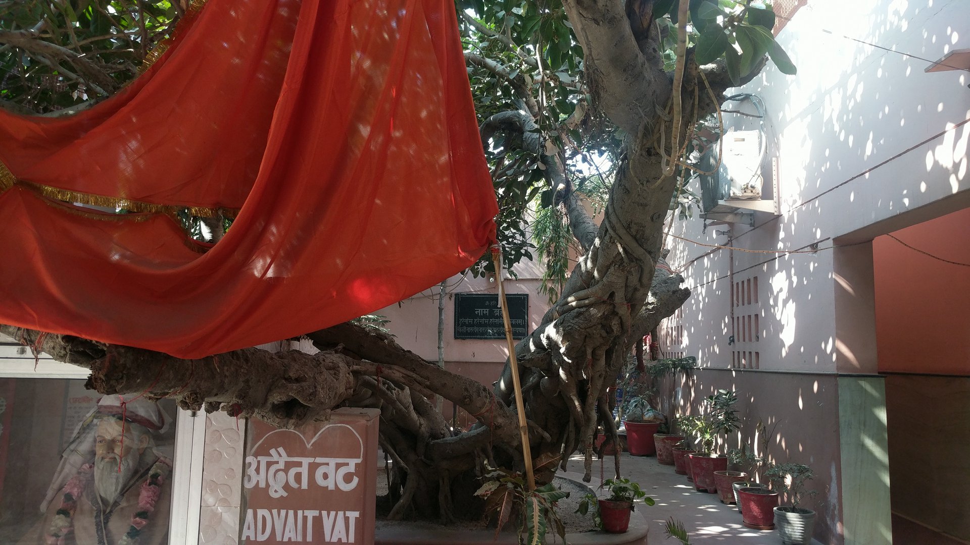 Close look of Advaita Vata tree at Advaita Vata, Vrindavan