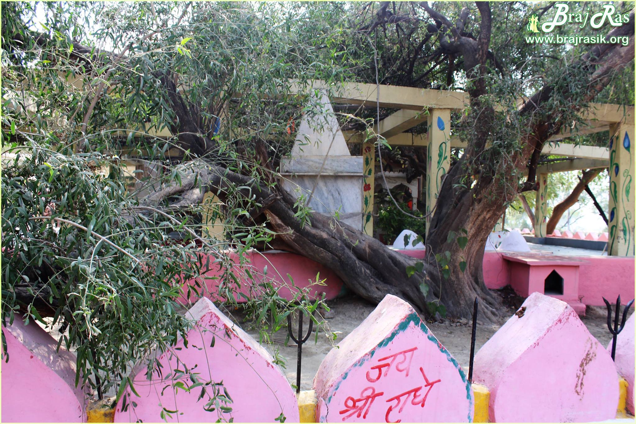 A side view of Teira/Tera Kadamb or Ter Kadam - Nandgaun