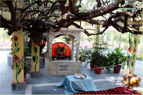 Inside view of hanging creepers at Teira/Tera Kadamb or Ter Kadam - Nandgaun