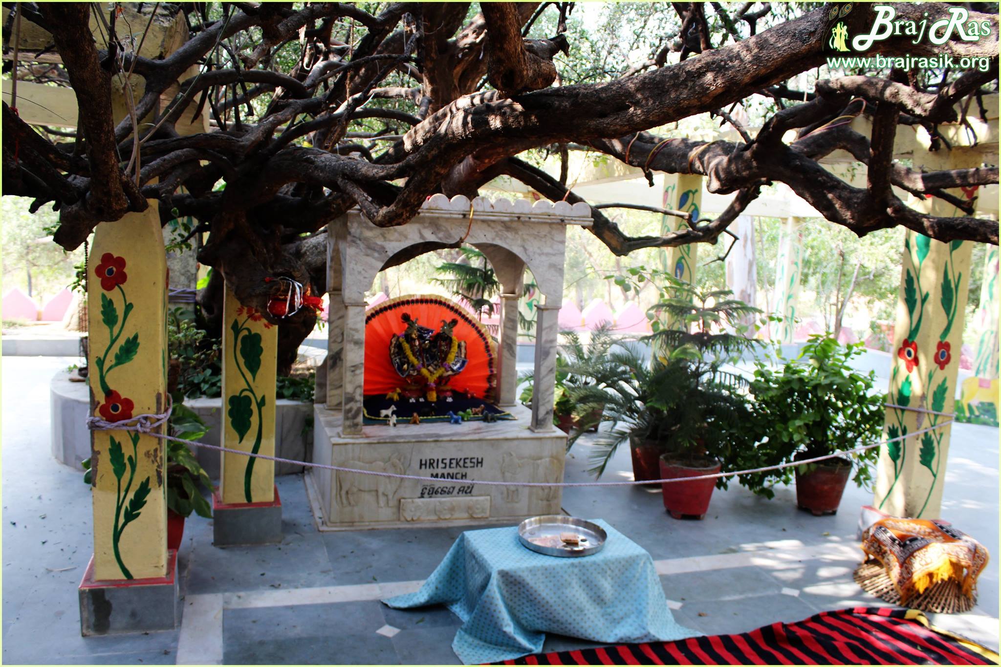 Inside view of hanging creepers at Teira/Tera Kadamb or Ter Kadam - Nandgaun