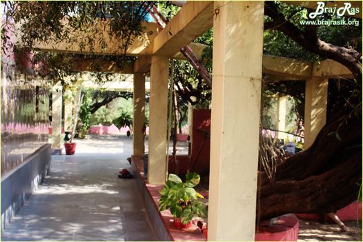Long view of hanging creepers at Teira/Tera Kadamb or Ter Kadam - Nandgaun