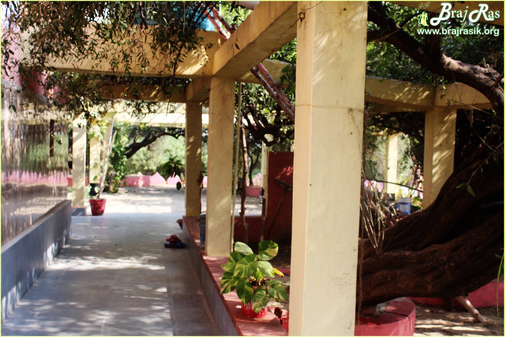 Long view of hanging creepers at Teira/Tera Kadamb or Ter Kadam - Nandgaun