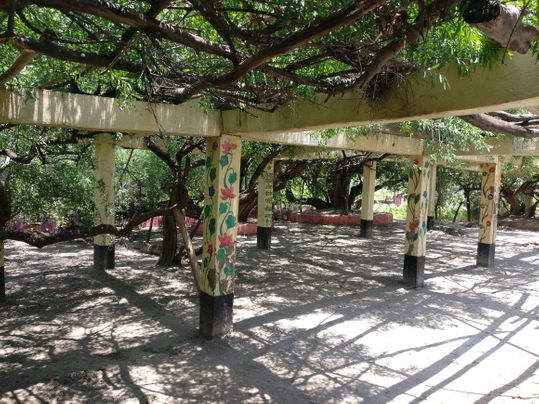 Beautiful creepers hanging on pillars at Teira/Tera Kadamb or Ter Kadam - Nandgaun