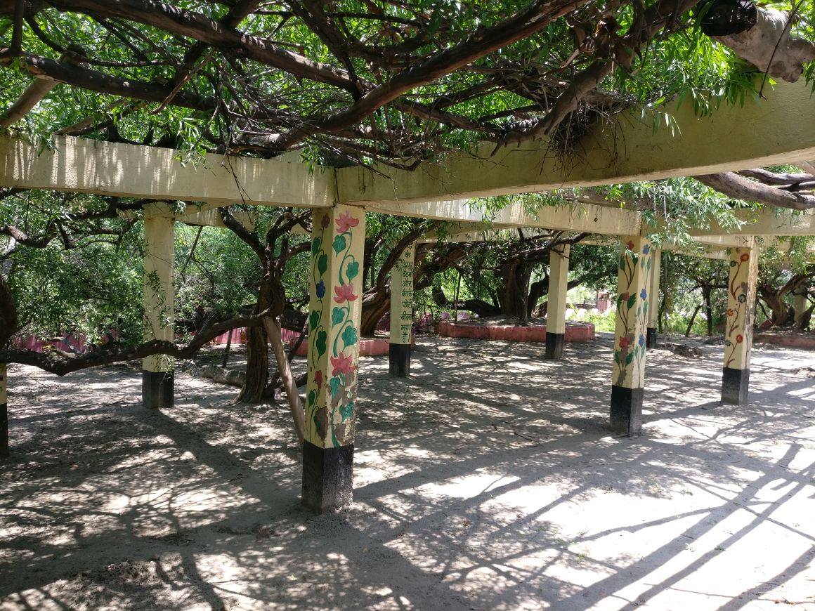 Beautiful creepers hanging on pillars at Teira/Tera Kadamb or Ter Kadam - Nandgaun