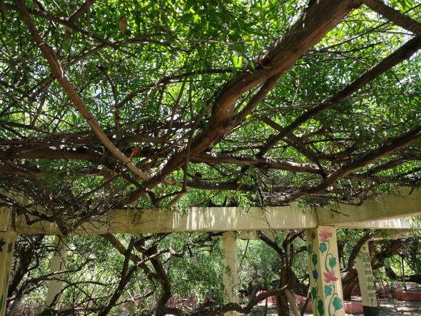 Close view of beautiful creepers hanging on pillars at Teira/Tera Kadamb or Ter Kadam - Nandgaun