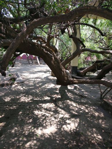 Close view of beautiful creepers hanging at Teira/Tera Kadamb or Ter Kadam - Nandgaun
