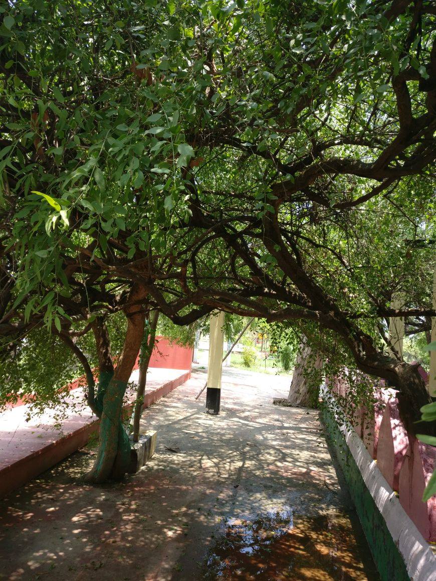 Beautiful way under creepers hanging at Teira/Tera Kadamb or Ter Kadam - Nandgaun