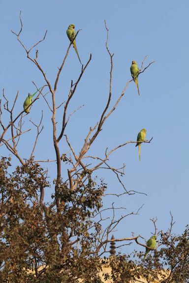 View of parrots on a tree at Teira/Tera Kadamb or Ter Kadam - Nandgaun