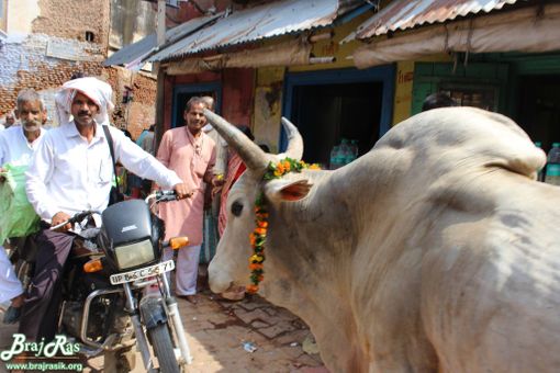 A white bull roaming near Shri Gopeshwar or Gopishwar Mahadev, Vrindavan