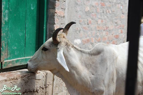 A white cow roaming at Shri Gopeshwar or Gopishwar Mahadev, Vrindavan