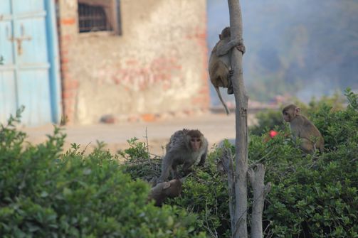Monkeys having fun on trees at Kokila van