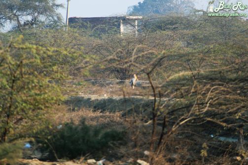 Greenery around Kokila Van