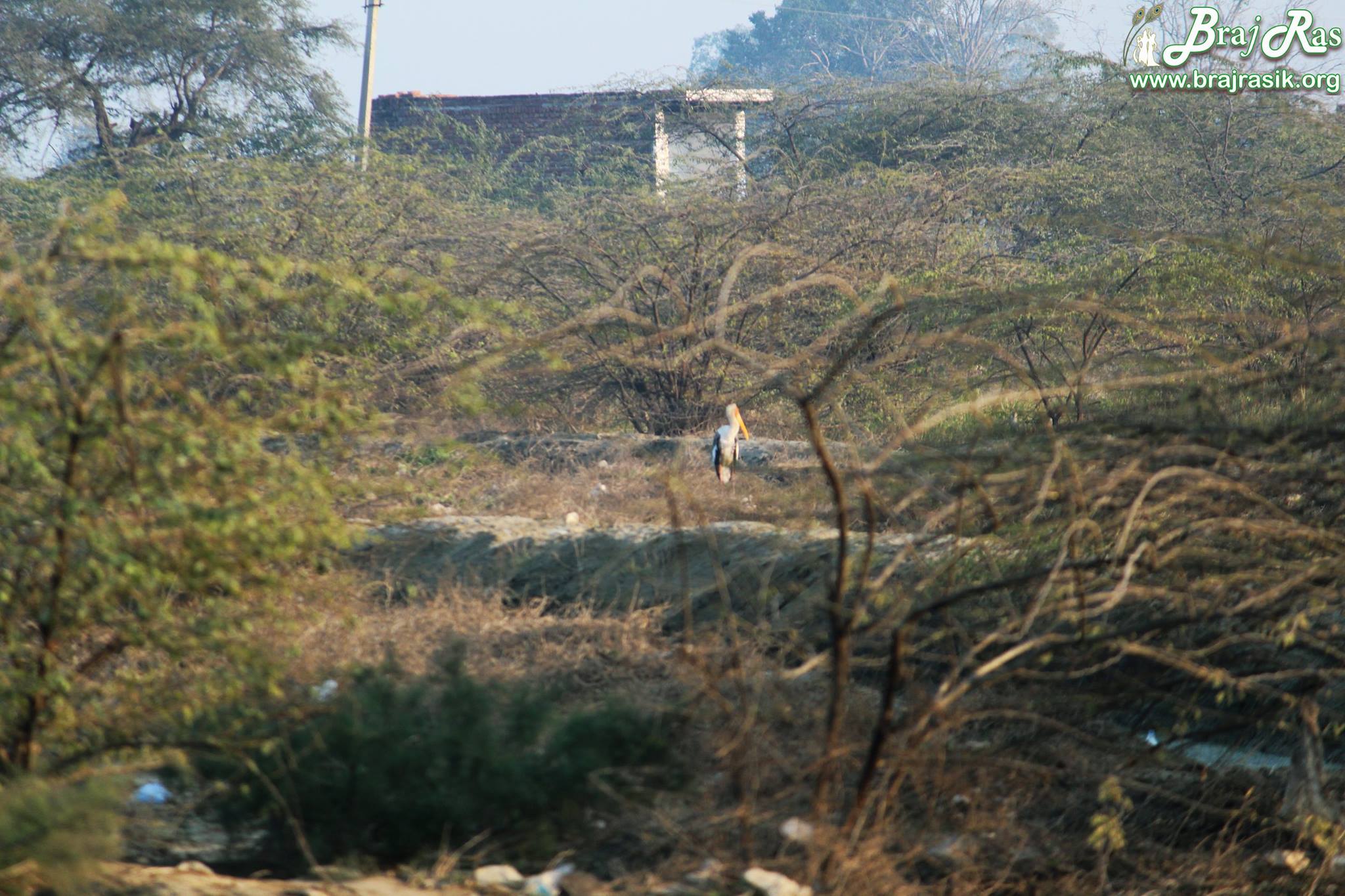Greenery around Kokila Van