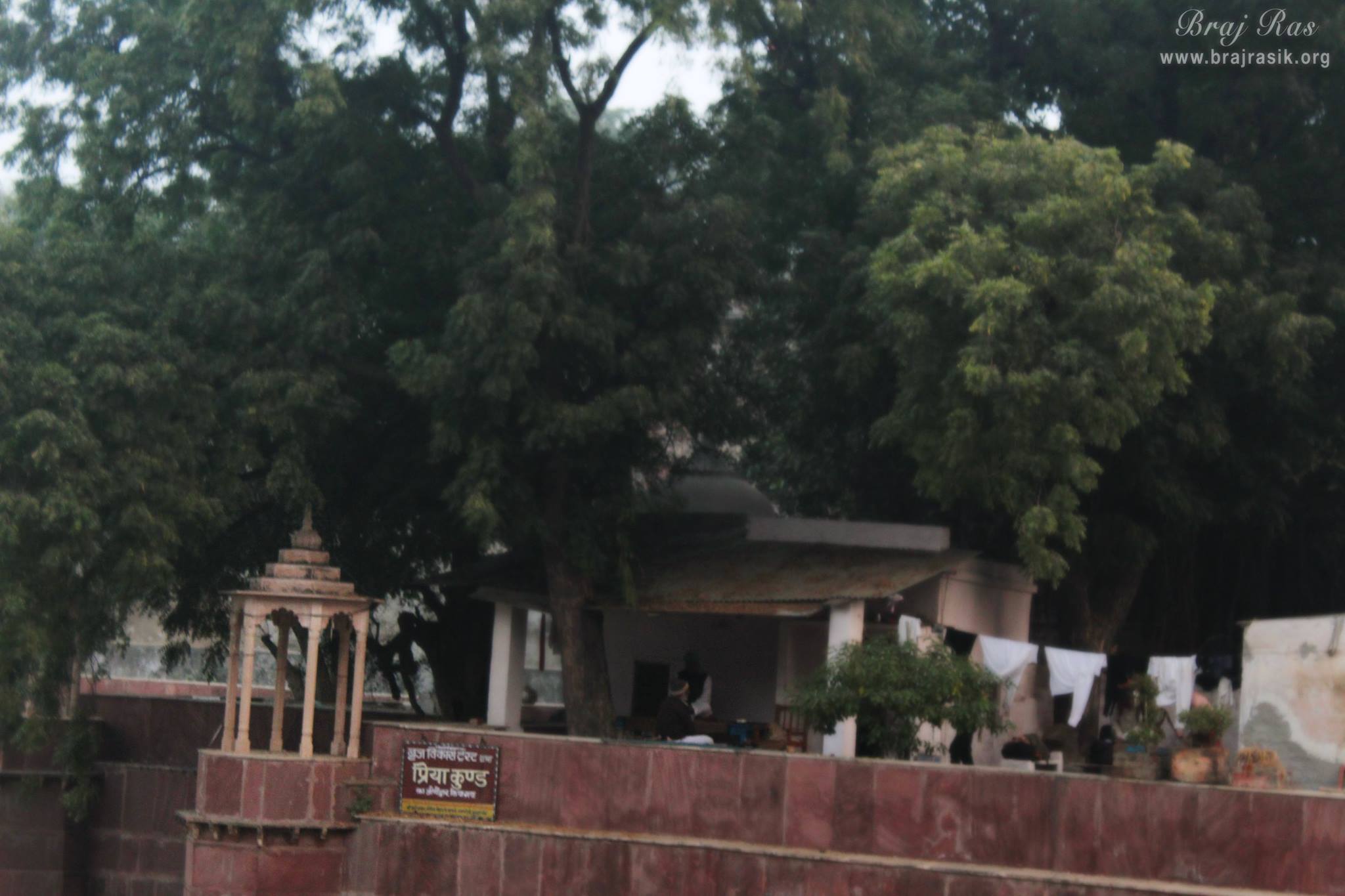 View of peelu trees surrounding Peeli Pokhar or Priya Kund, Barsana