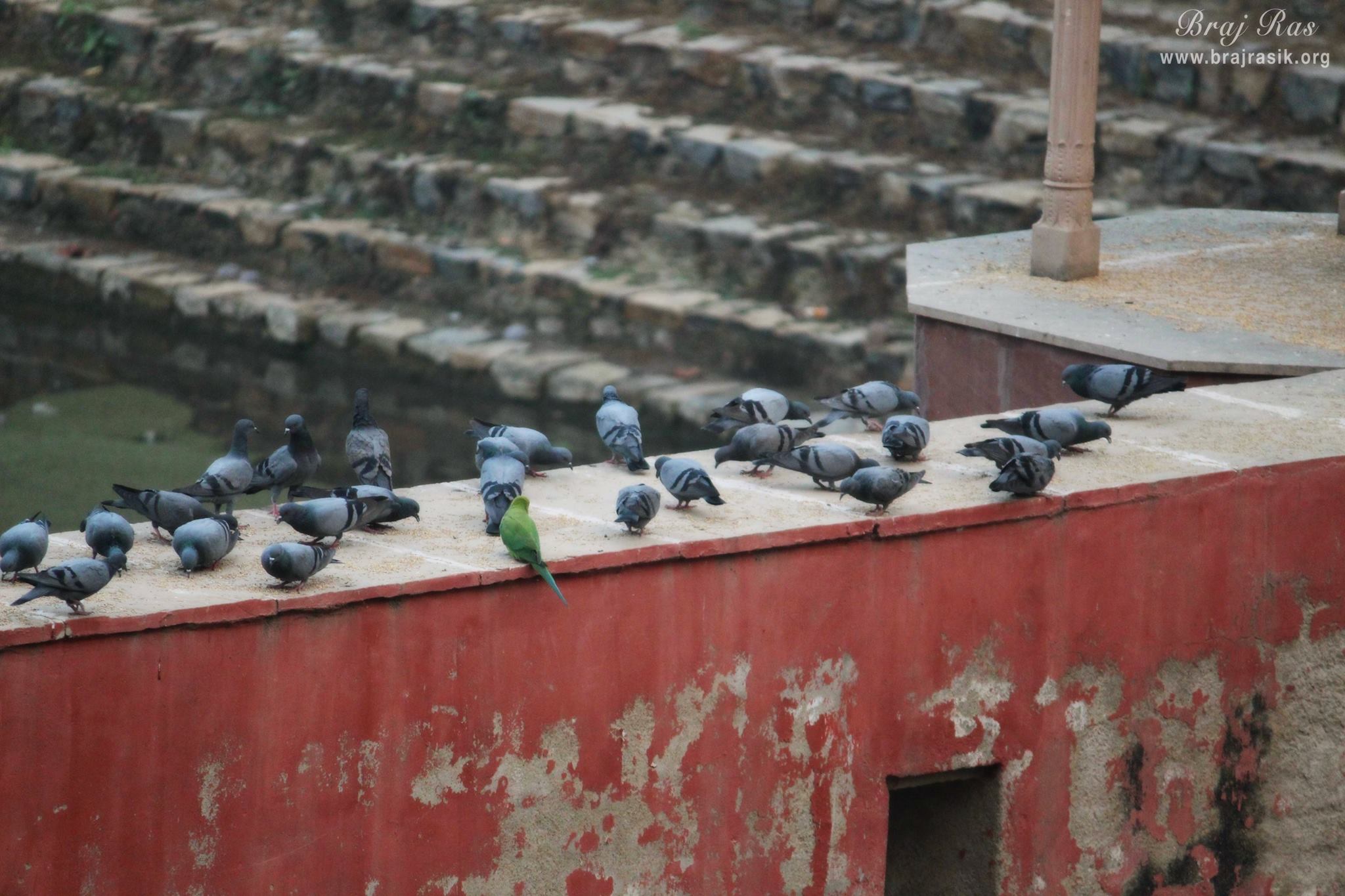 View of doves at Peeli Pokhar or Priya Kund, Barsana