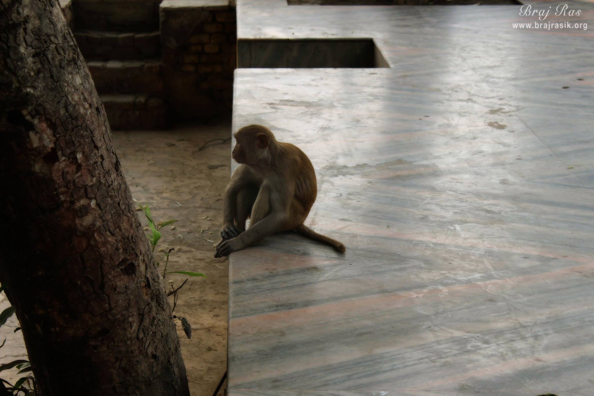 A monkey resting at Peeli Pokhar or Priya Kund, Barsana