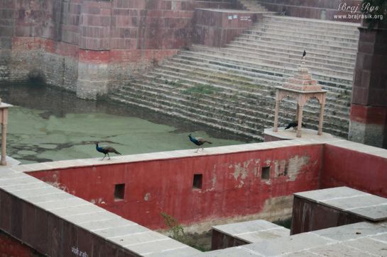 Peacocks roaming at Peeli Pokhar or Priya Kund, Barsana