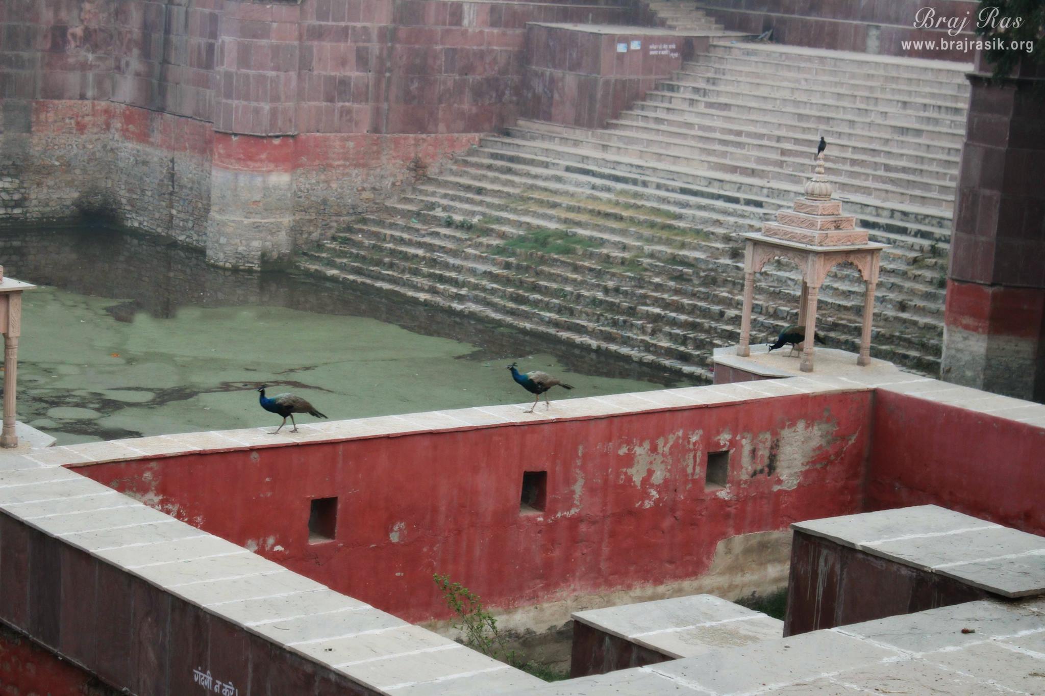 Peacocks roaming at Peeli Pokhar or Priya Kund, Barsana