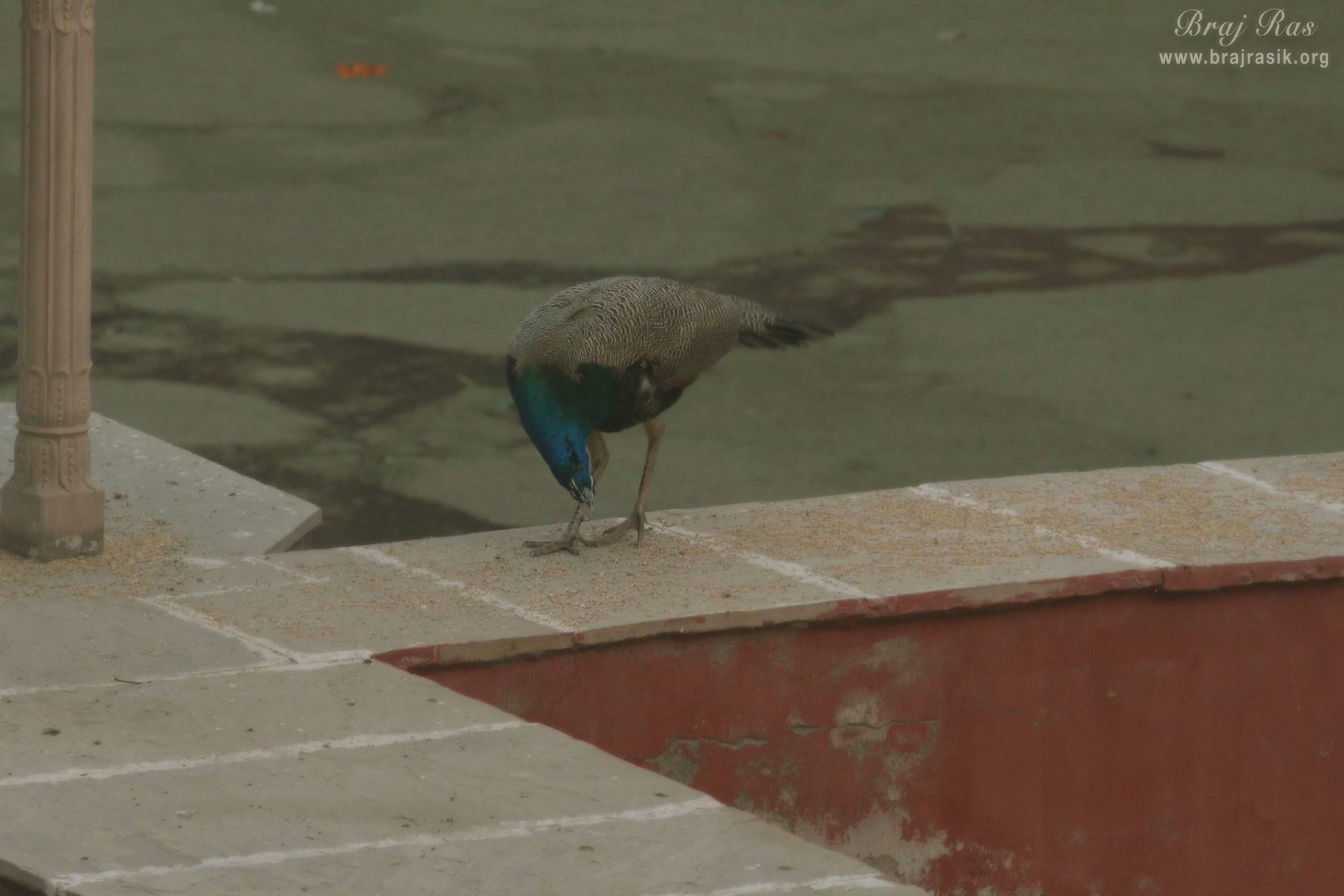 A peacock eating grains at Peeli Pokhar or Priya Kund, Barsana
