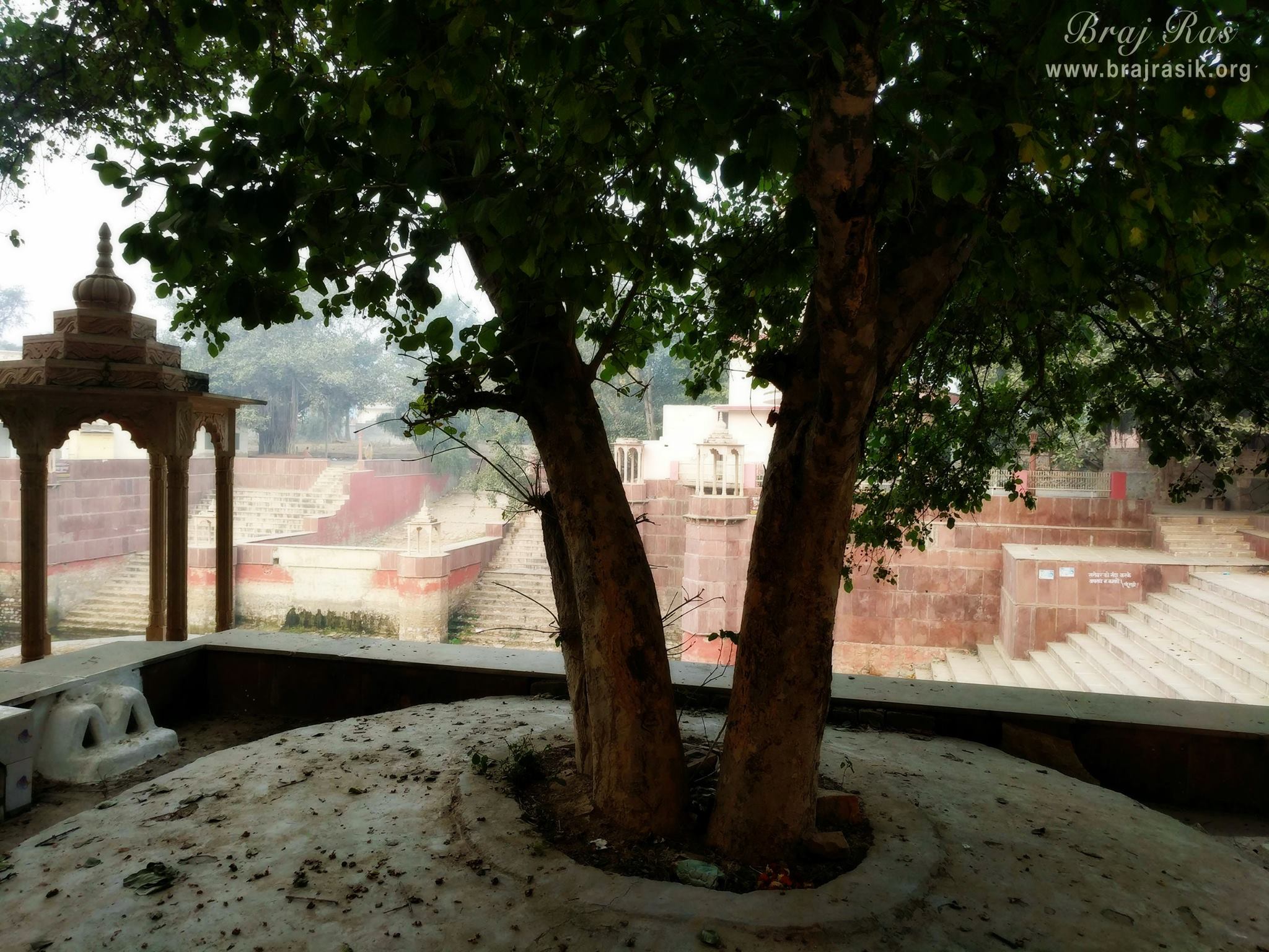 Nice view of peelu trees at Peeli Pokhar or Priya Kund, Barsana