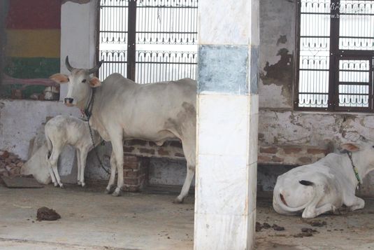 Goshala in Uncha Gaon - Lalita Sakhi's Village