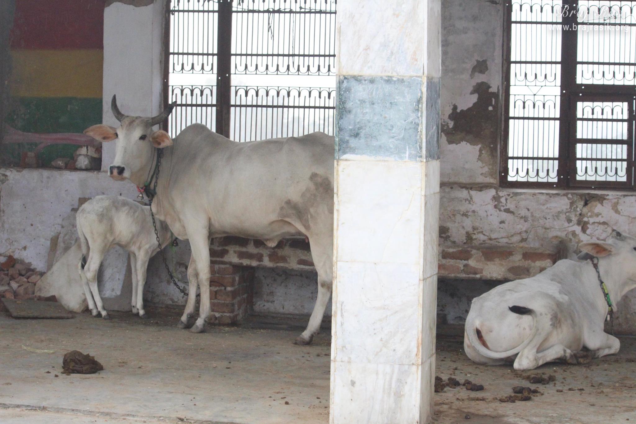 Goshala in Uncha Gaon - Lalita Sakhi's Village