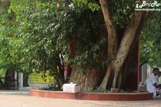 Ancient trees at Maan Sarovar or Mana Sarovar, Vrindavan