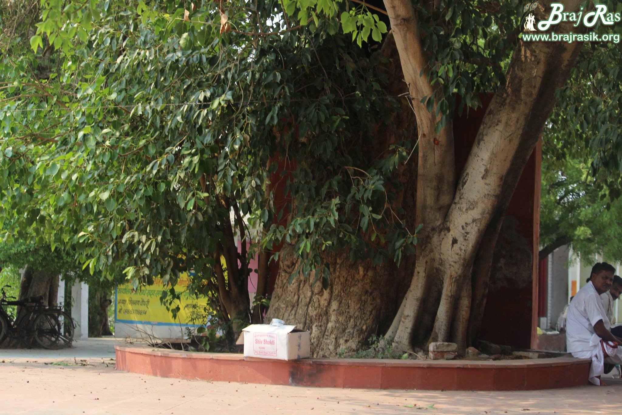 Ancient trees at Maan Sarovar or Mana Sarovar, Vrindavan