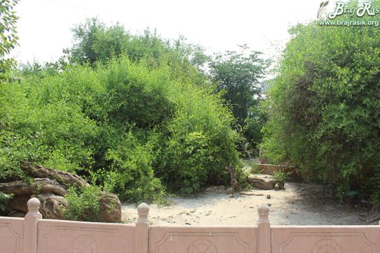 Greenery on back side of Maan Sarovar or Mana Sarovar, Vrindavan