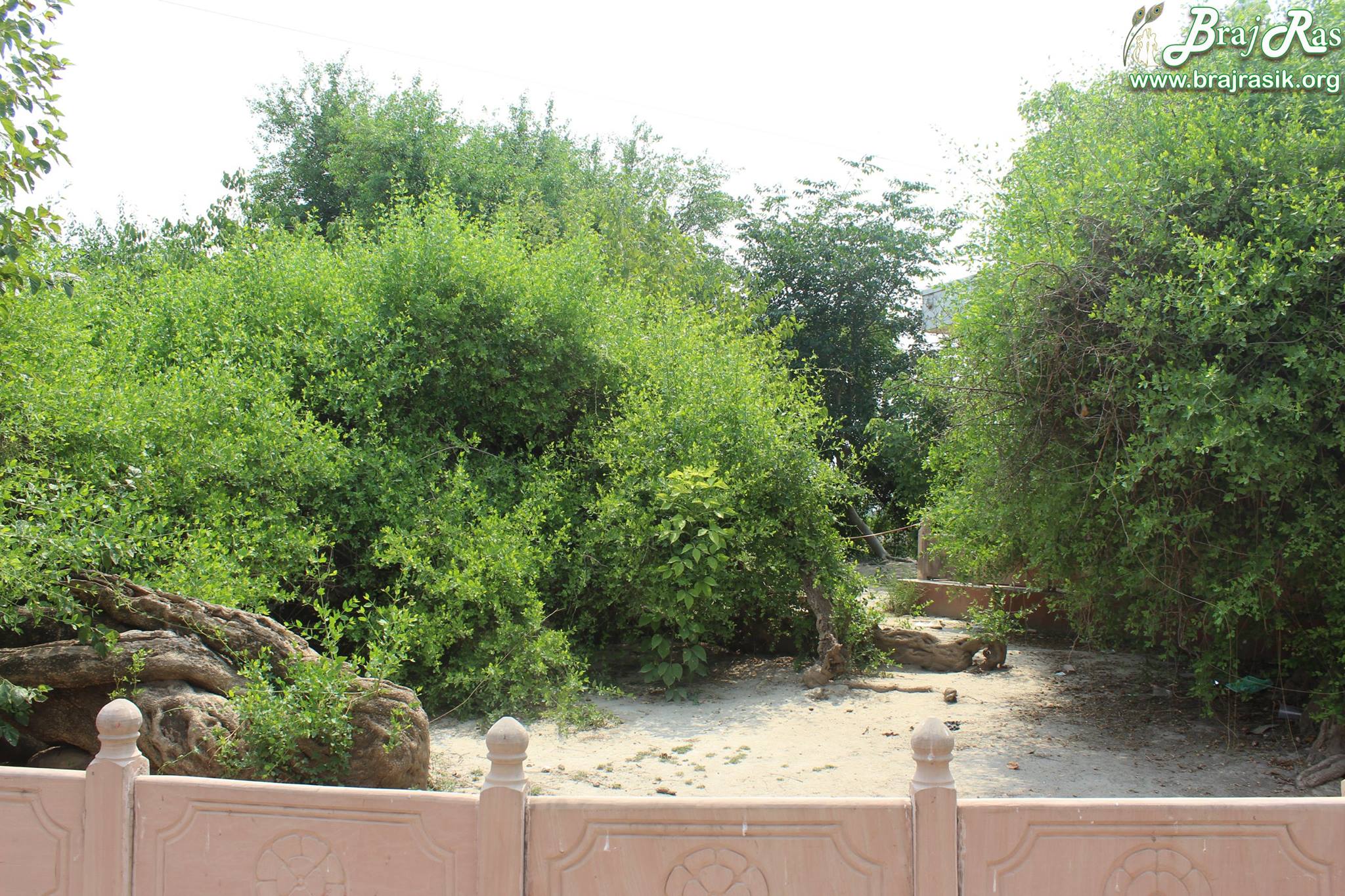 Greenery on back side of Maan Sarovar or Mana Sarovar, Vrindavan